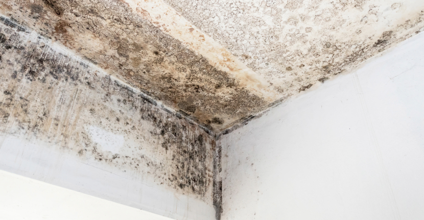 Mould Remediation in Sydney After Flooding and Long Term Moisture